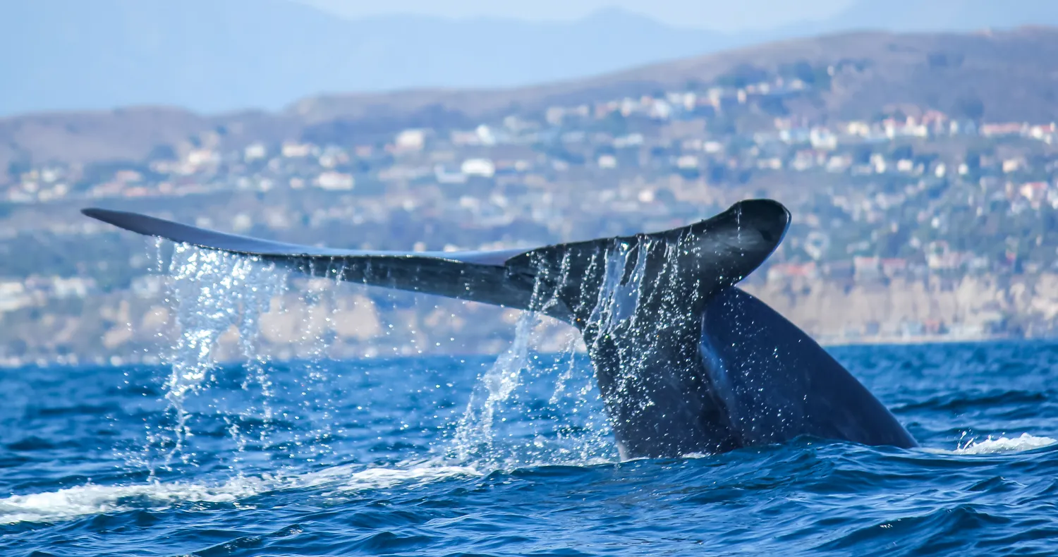 blue whale tail