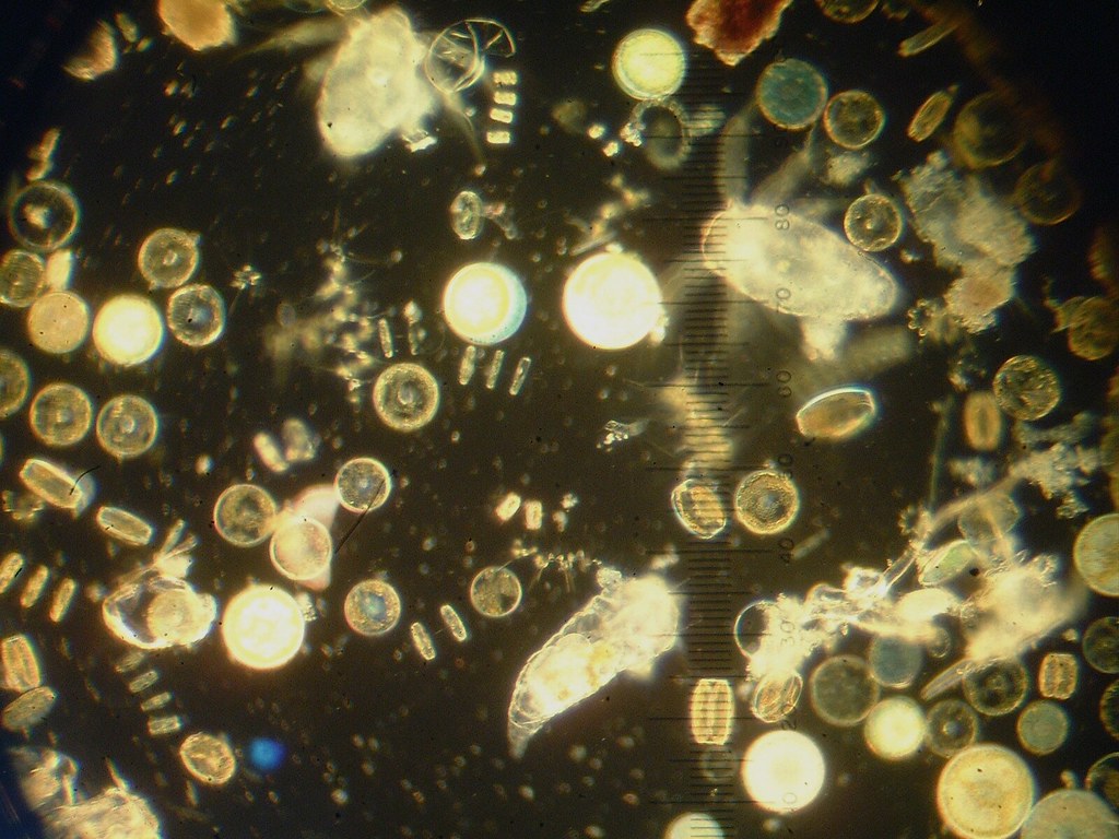 a_phytoeDNA research teaser