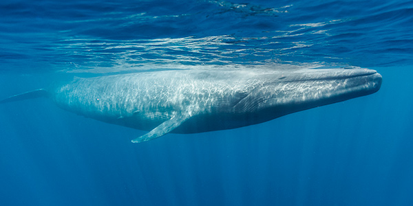a_whalepopdy research teaser
